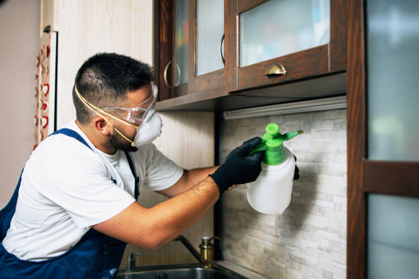 Best Flea Control Services  in Manassas, VA