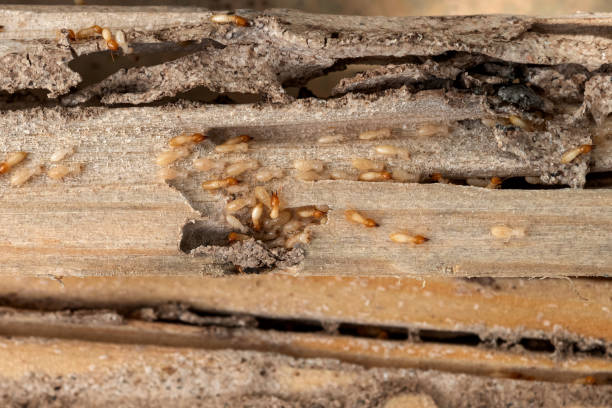Best Spider Control Near Me  in Manassas, VA